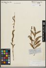 Foto von Salix purpurea L.